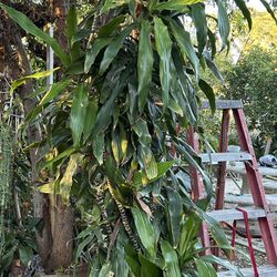 12-foot Tall Dracaena Plant 