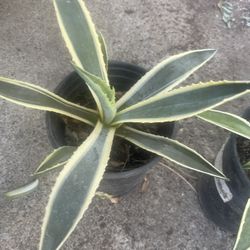 Agave Plant For Garden