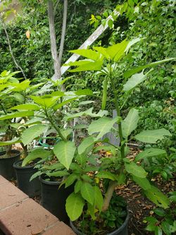 Yellow Angel Trumpet Tree