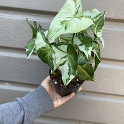 4” syngonium 3 kings