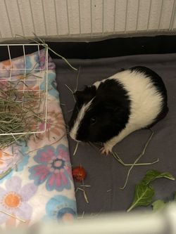 Guinea Pig