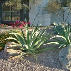 15 Gallons Octupos Agaves