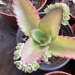  Succulents Plants 🪴 