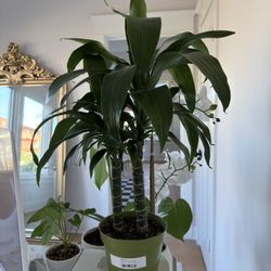 Dracaena 'Black Beauty' Plant