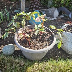 Garden Plant, Blooming Pink, Shade, No direct sun