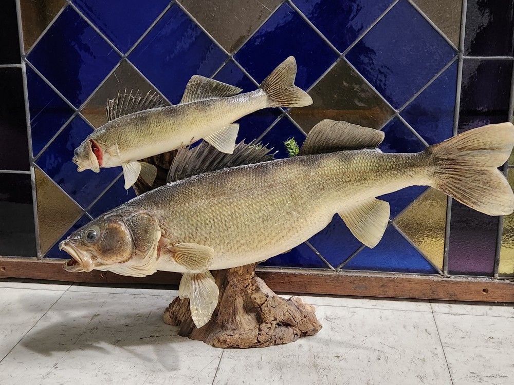 Walleye Mount