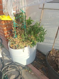 25 Gallon Tubs with Organic Peppers