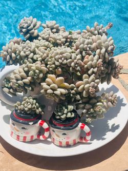 Korean succulents with tea set