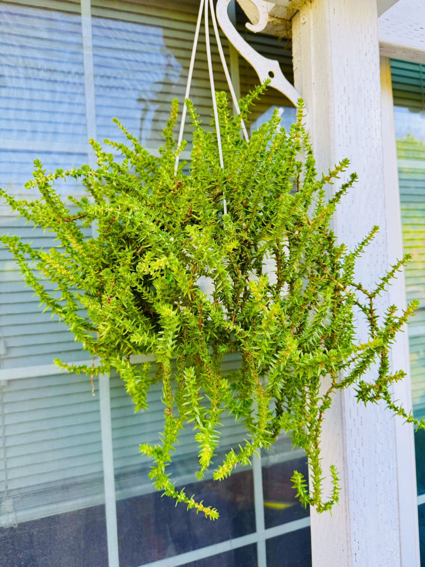 Crassula Muscosa Succulent Hanging Plant 