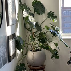 Large Potted Monstera Plant In Handmade Clay Pot 