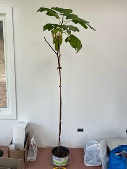 Fig tree 75” tall