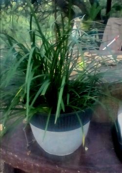 Lemon grass potted plant