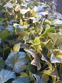 Ivy plants.