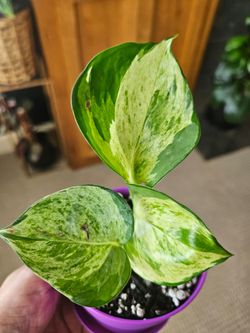 Manjula Pothos  (Purple pot-E)