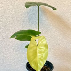 Philodendron Burle Marx Variegated Plant 5” Pot 