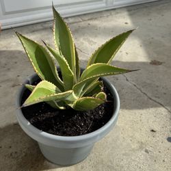 Maguey Plant Potted