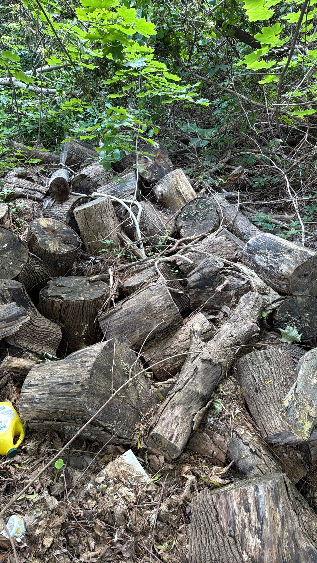 FREE Firewood