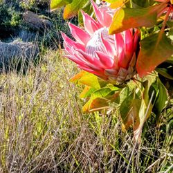 Exotic Protea, Banksia & Leucadendron  Flowers  Special Occassions