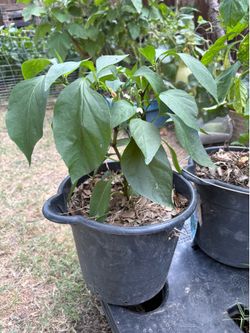 Jalapeño Pepper Plant