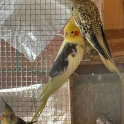 Cockatiel Birdcage