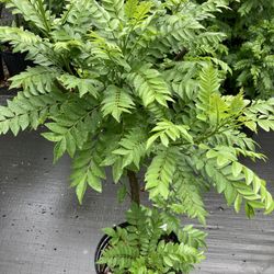 Ciruela Tree