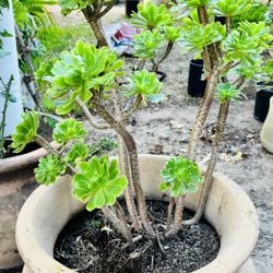 Large Succulent With Big Planter, Aka Aeonium arboreum, the tree aeonium,tree houseleek, or Irish rose
