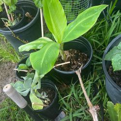 Baby Banana Tree