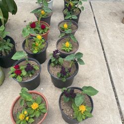 Elephant/lions Paw/ Salvia 