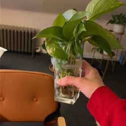 Pothos Cuttings !
