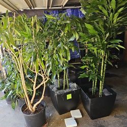 Used Indoor Plants For Sale  Plants Starting At $30