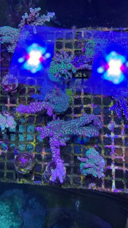 Fake coral reef frag decorations