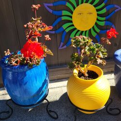 Blue And Yellow Pots With Geraniums