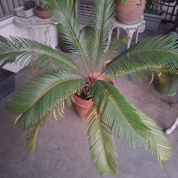 Palm Tree