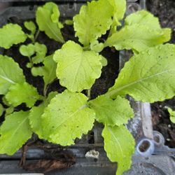 Tokyo Bekana Mustard Seedlings 