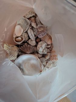 Conchitas de mar