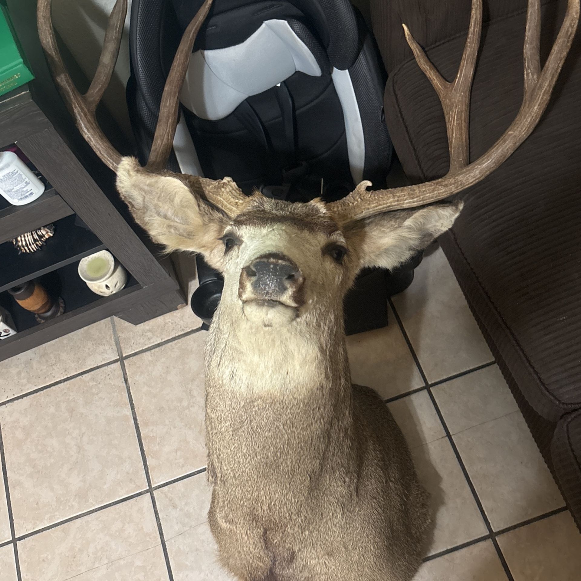 Mule Deer 🦌