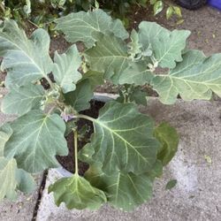 Eggplant plant