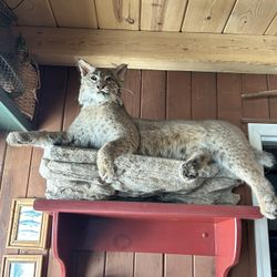 Taxidermy bobcat