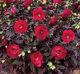 Hardy hibiscus
