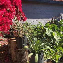 Agave desmetiana plants