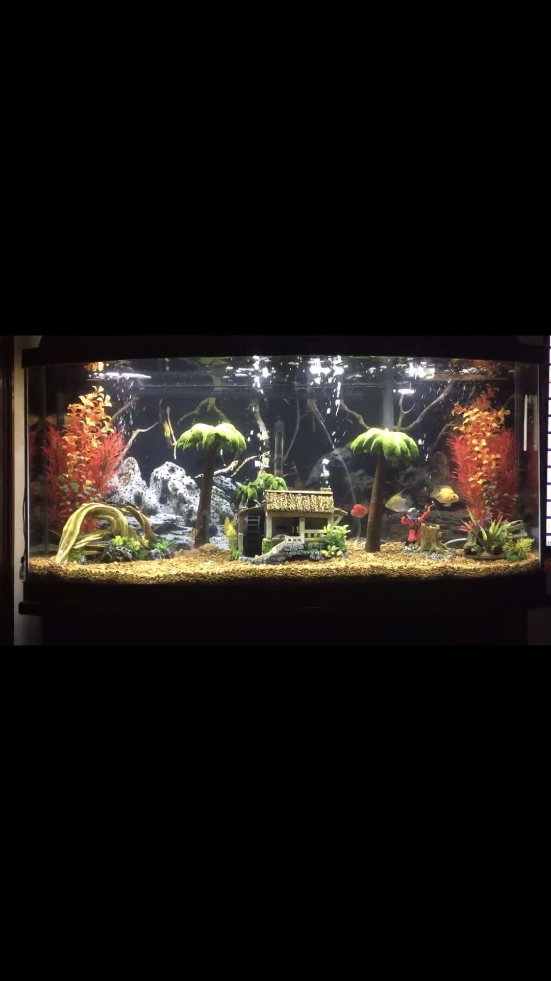 Fish Tank 72 Gallon Includes Everything 300$