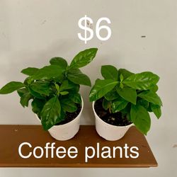 Arabic Coffee Bean Plants