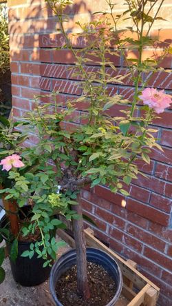 Pink Rose 🌹 💗 Tree