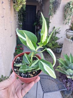 Philodendron RIO Plant $15