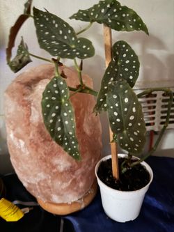 BEGONIA MACULATA