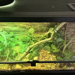 Snake Enclosure + Lil Guy