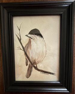 Black Capped Chickadee