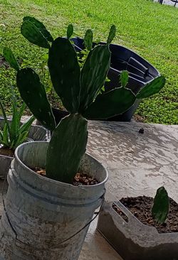 Nopal nopalero