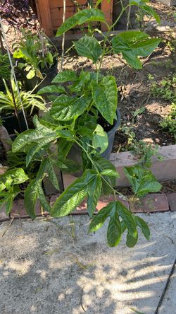 Passiflora plant