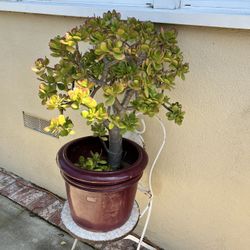 AVAILABLE - Large Jade Plant In Ceramic Pot Planter 